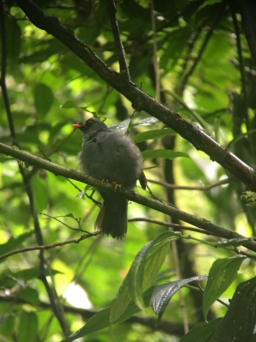 Black-faced Solitaire - ML646042732