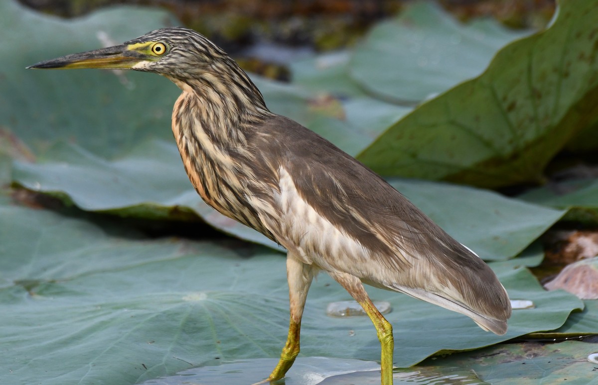 Indian Pond-Heron - ML646042736