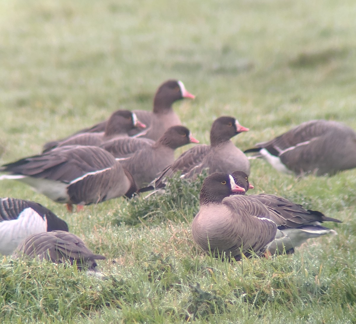 אווז קטן - ML646042744