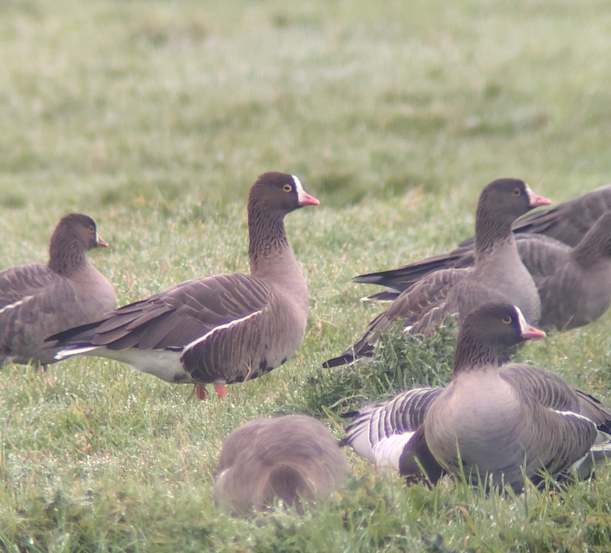 אווז קטן - ML646042747
