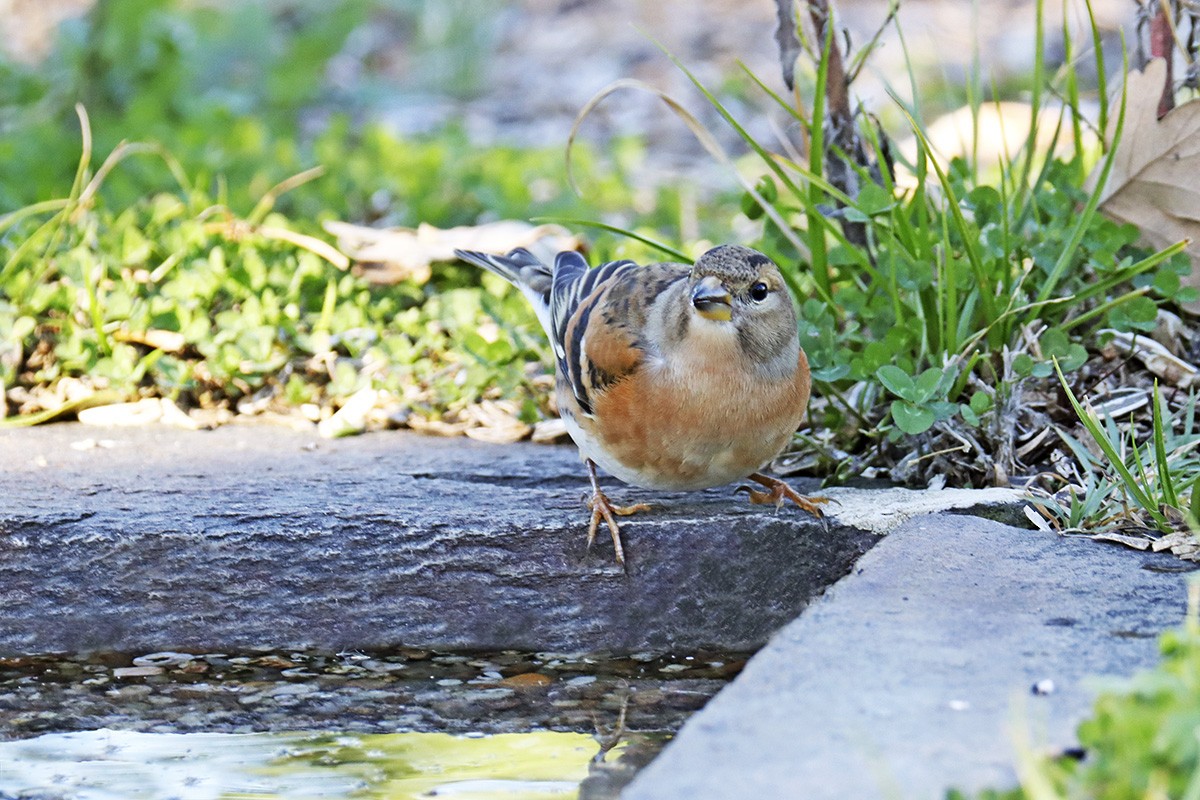 Peppola - ML646042749