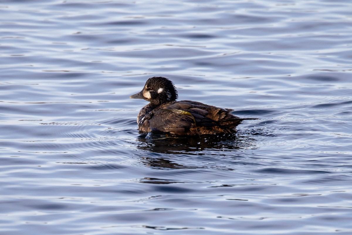 Harlequin Duck - ML646042758