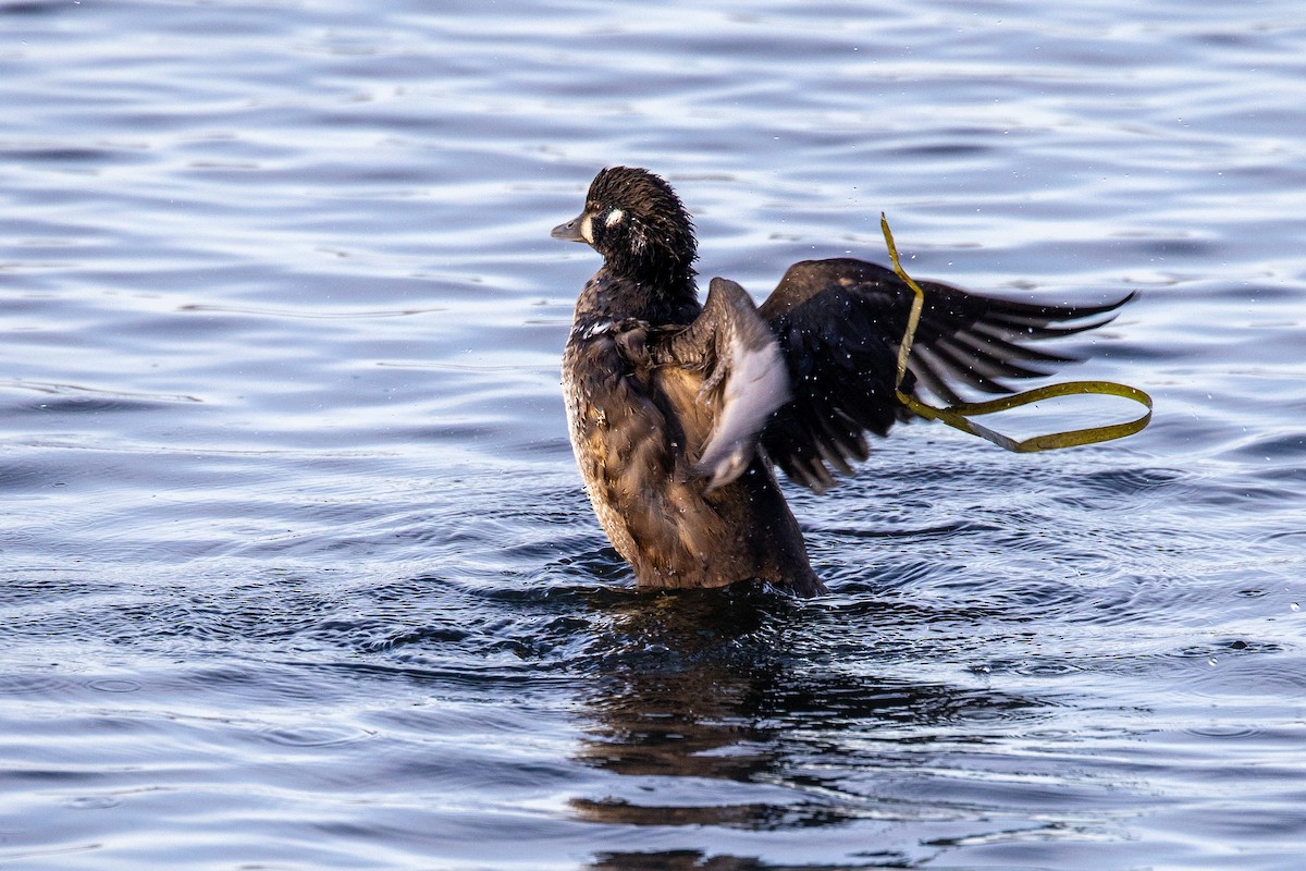 Harlequin Duck - ML646042760
