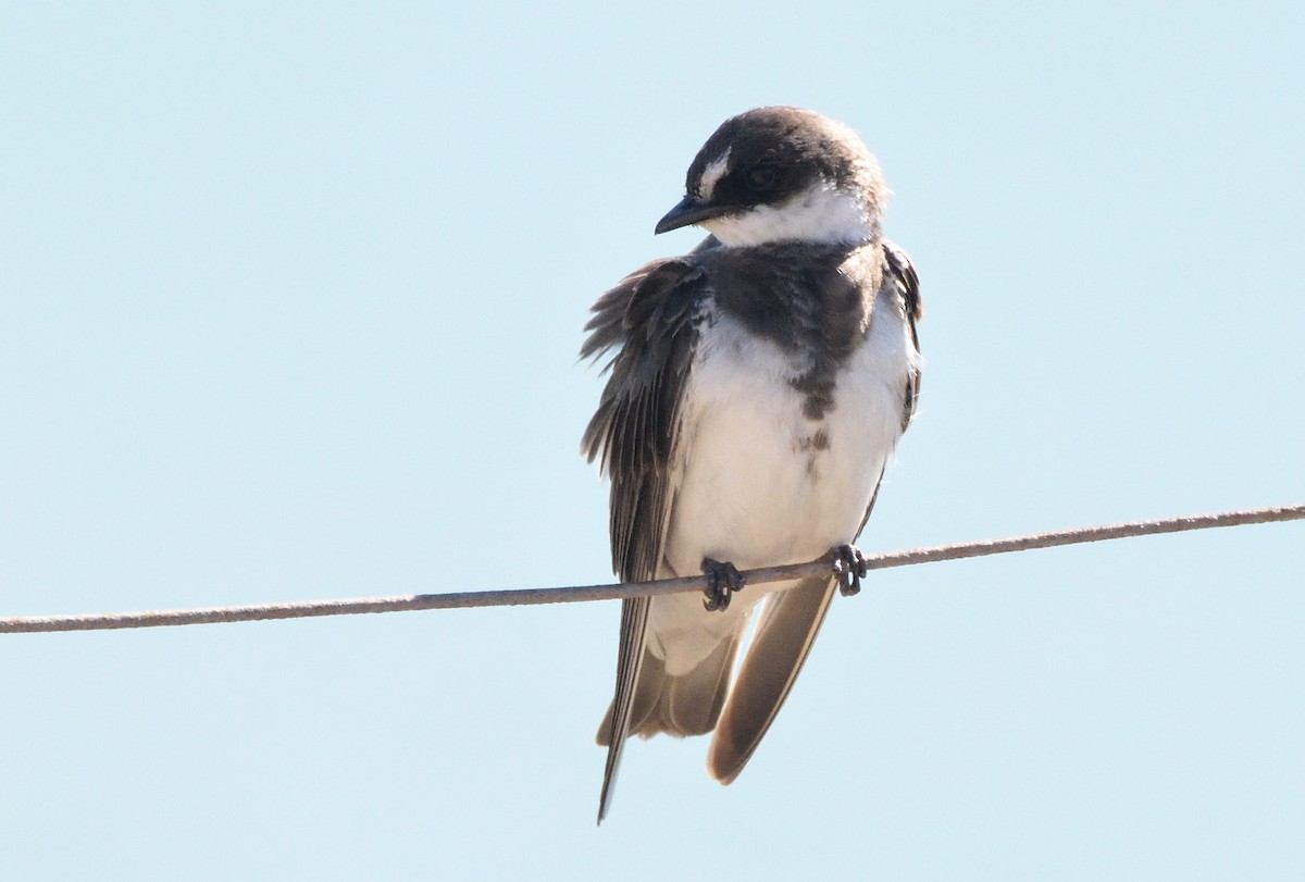 Banded Martin - ML646042764