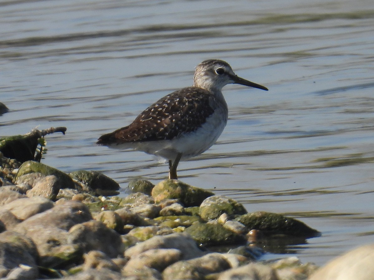 vodouš bahenní - ML646042773