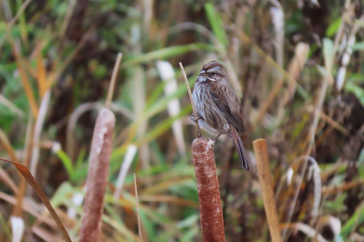 sangspurv - ML646042774