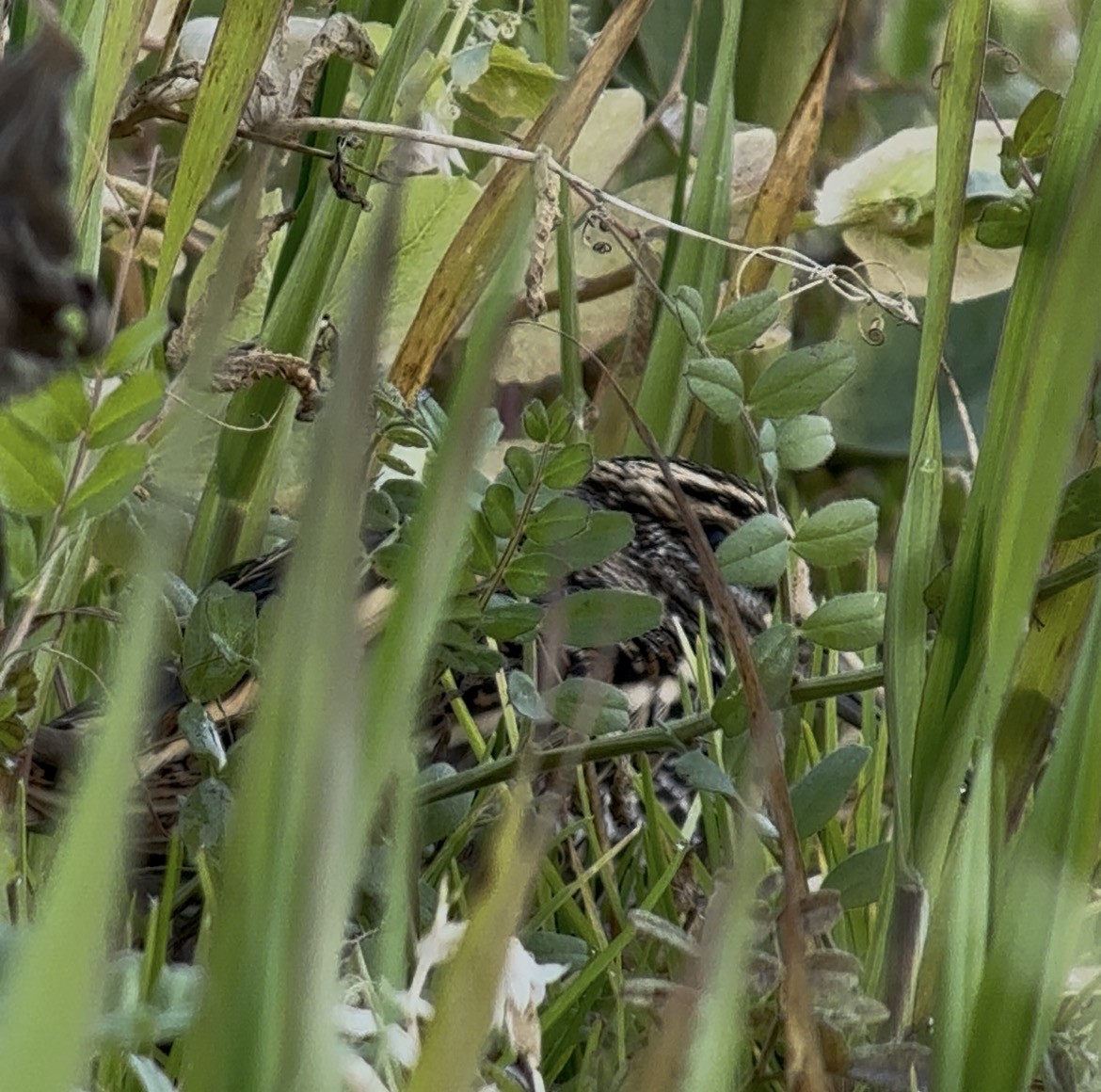 Agachadiza Chica - ML646042778