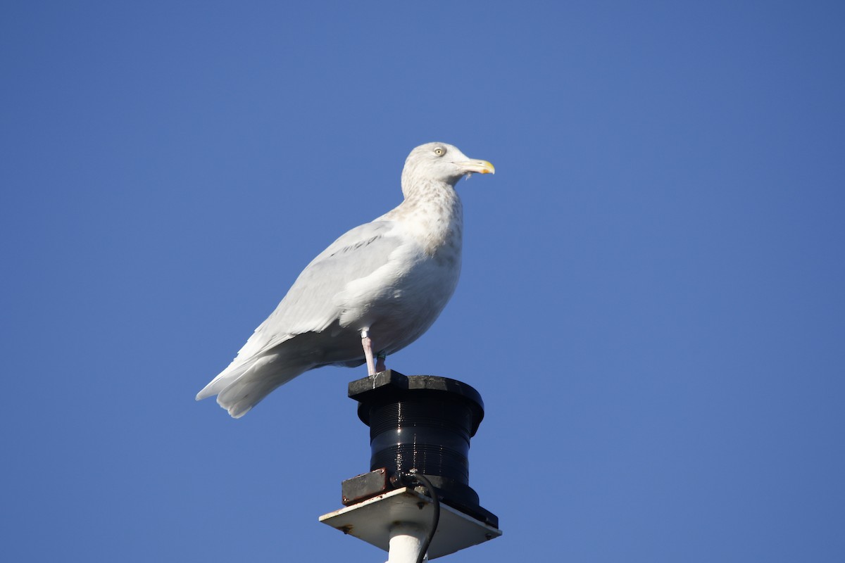Glaucous Gull - ML646042782