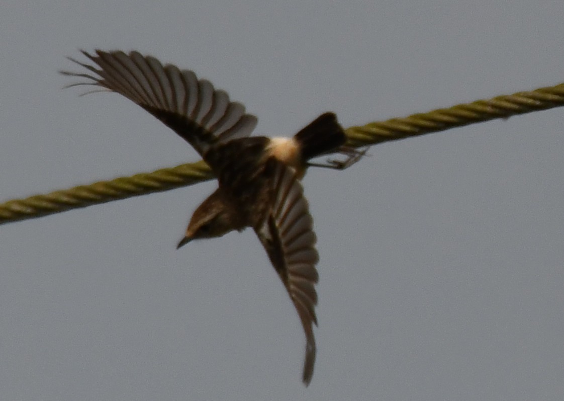 bramborníček sibiřský - ML646042783