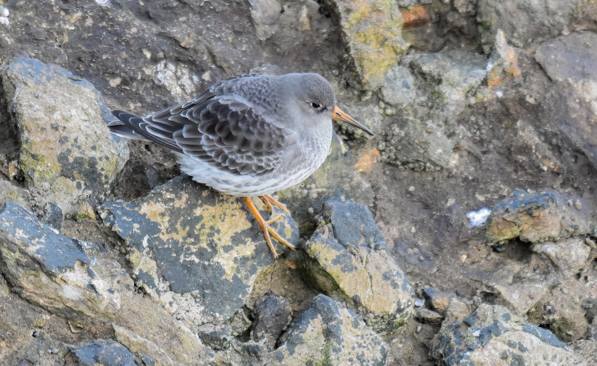 Correlimos Oscuro - ML646042793