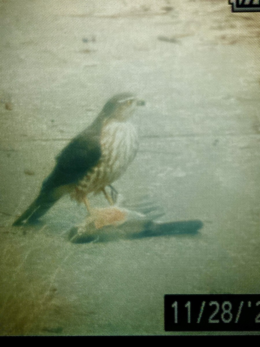 Sharp-shinned Hawk - ML646042794