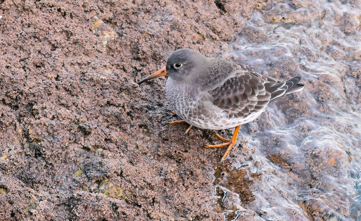 Correlimos Oscuro - ML646042795
