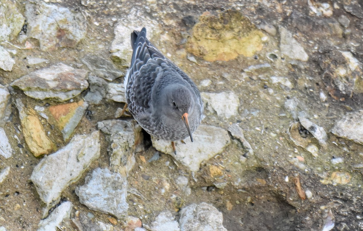 Correlimos Oscuro - ML646042796