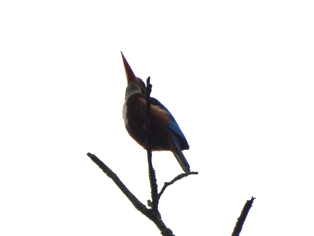 Alción de Esmirna - ML646042798