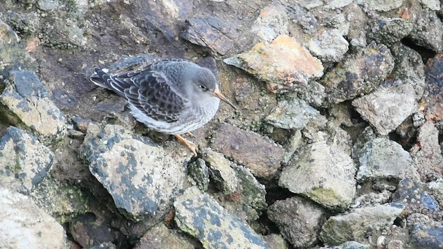 Purple Sandpiper - ML646042799