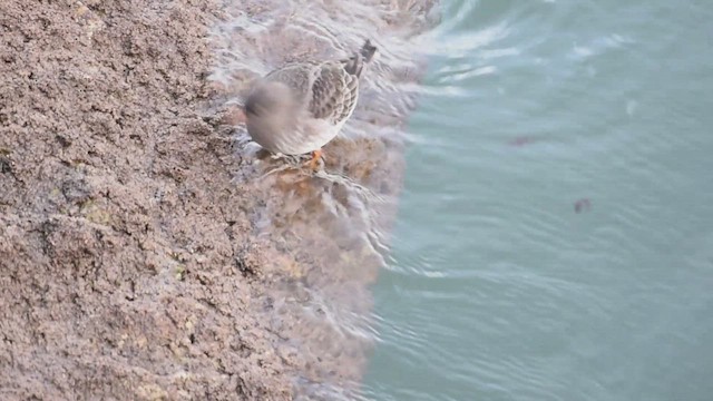 Purple Sandpiper - ML646042800