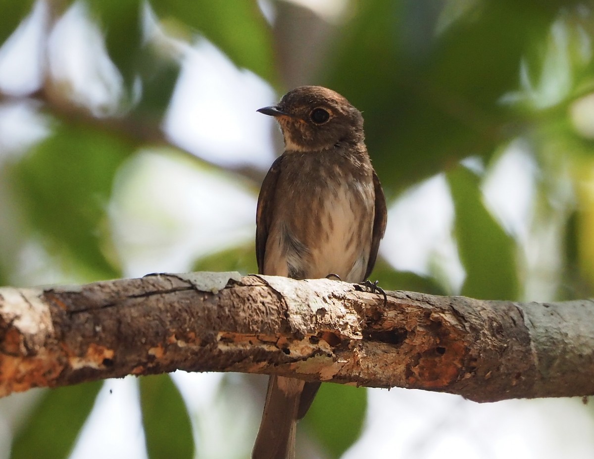 Papamoscas Siberiano - ML646042801