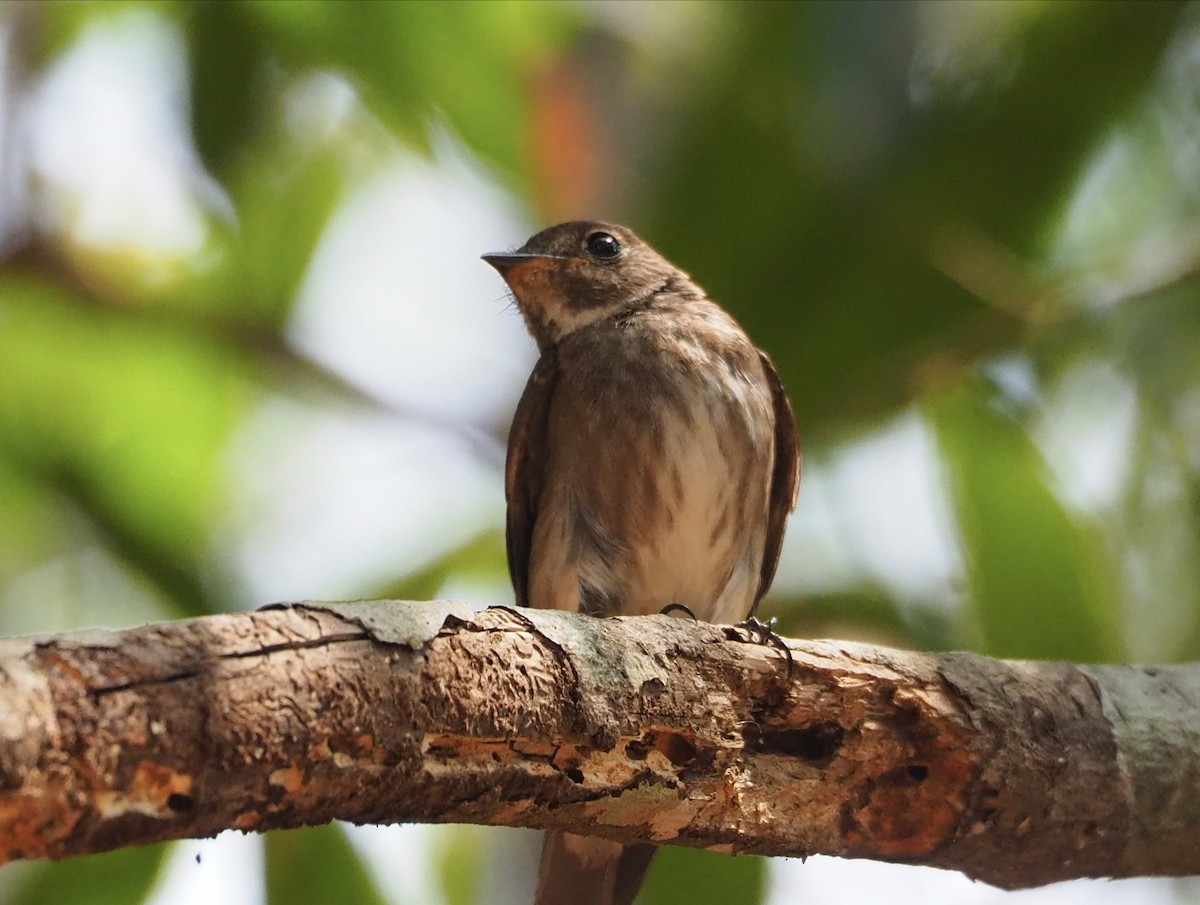 Papamoscas Siberiano - ML646042805