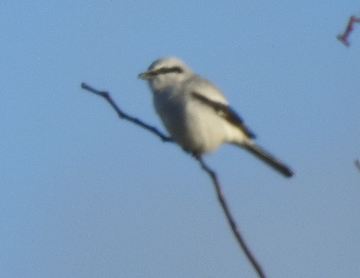 Alcaudón Boreal - ML646042806