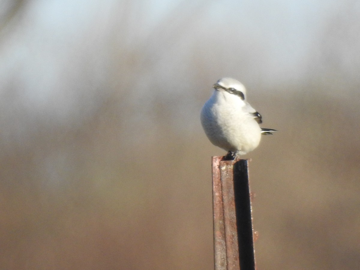 Alcaudón Boreal - ML646042808