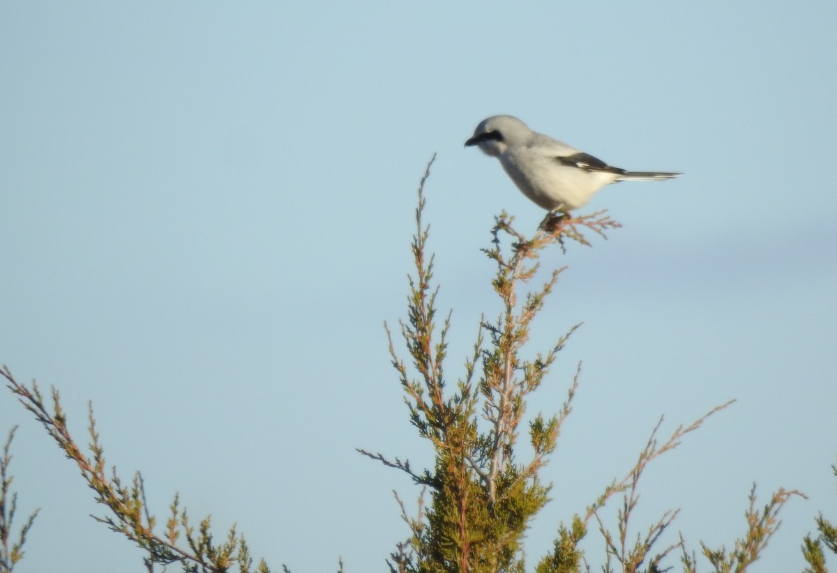 Alcaudón Boreal - ML646042810