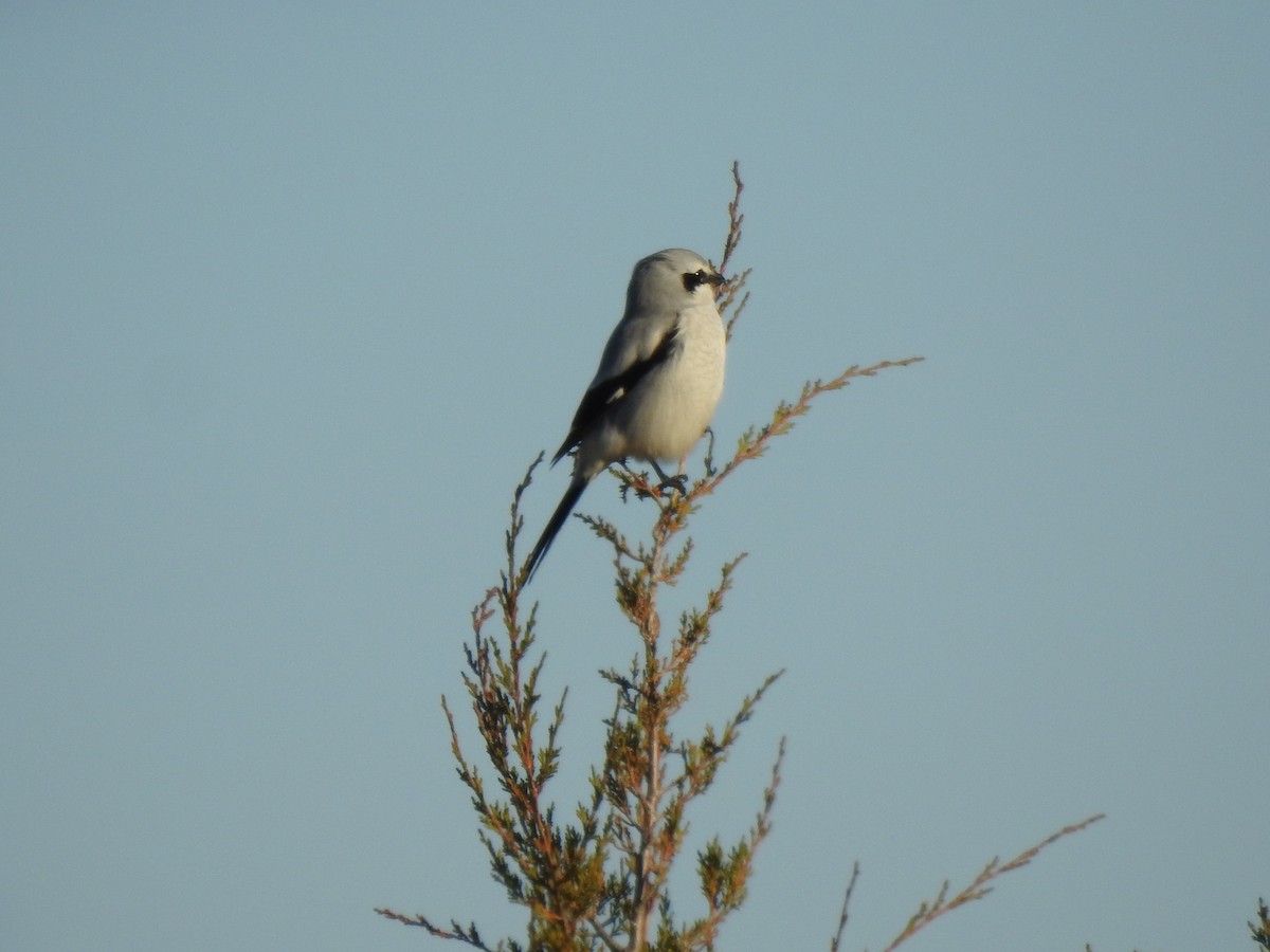 Alcaudón Boreal - ML646042811