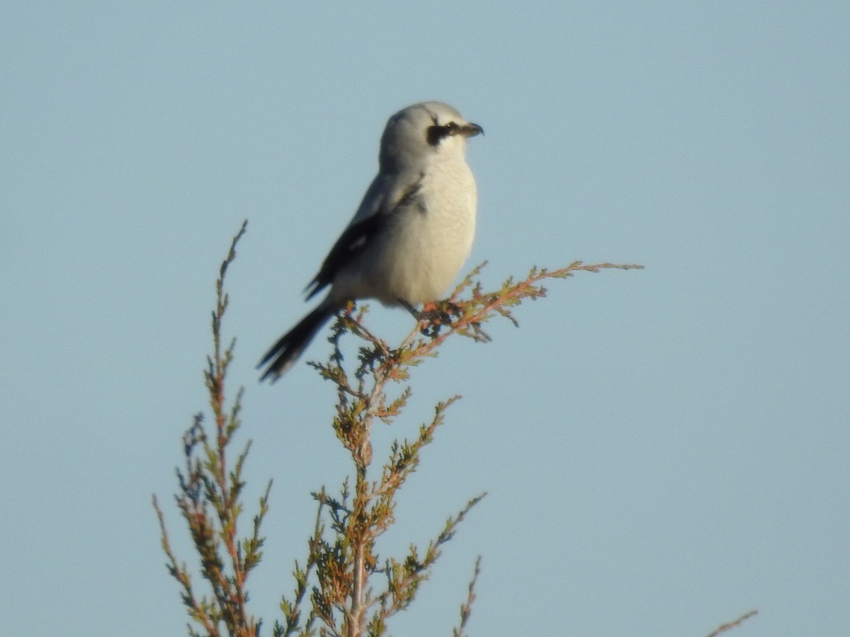Alcaudón Boreal - ML646042812