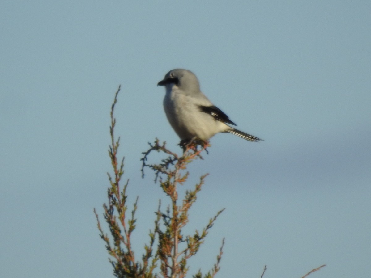 Alcaudón Boreal - ML646042813