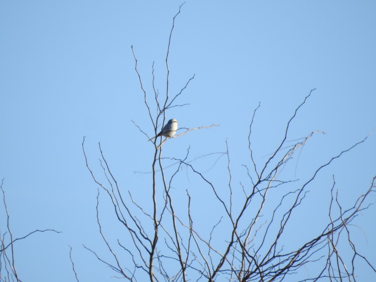 Alcaudón Boreal - ML646042814