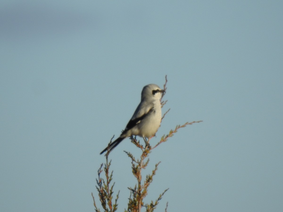 Alcaudón Boreal - ML646042815