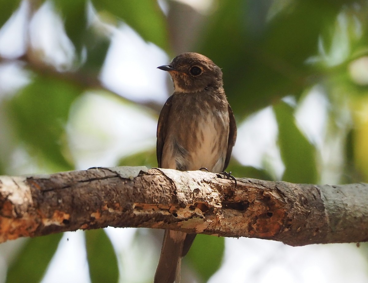 Papamoscas Siberiano - ML646042816