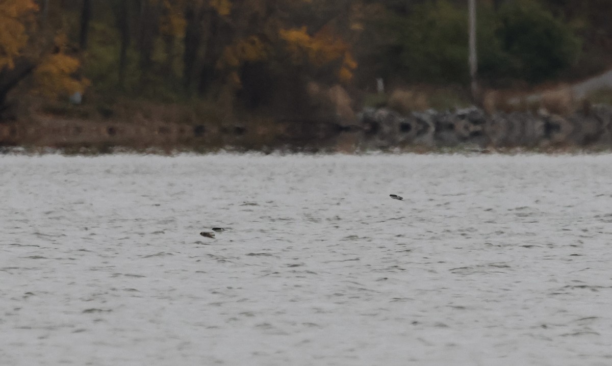 Golondrina Pueblera - ML646042817