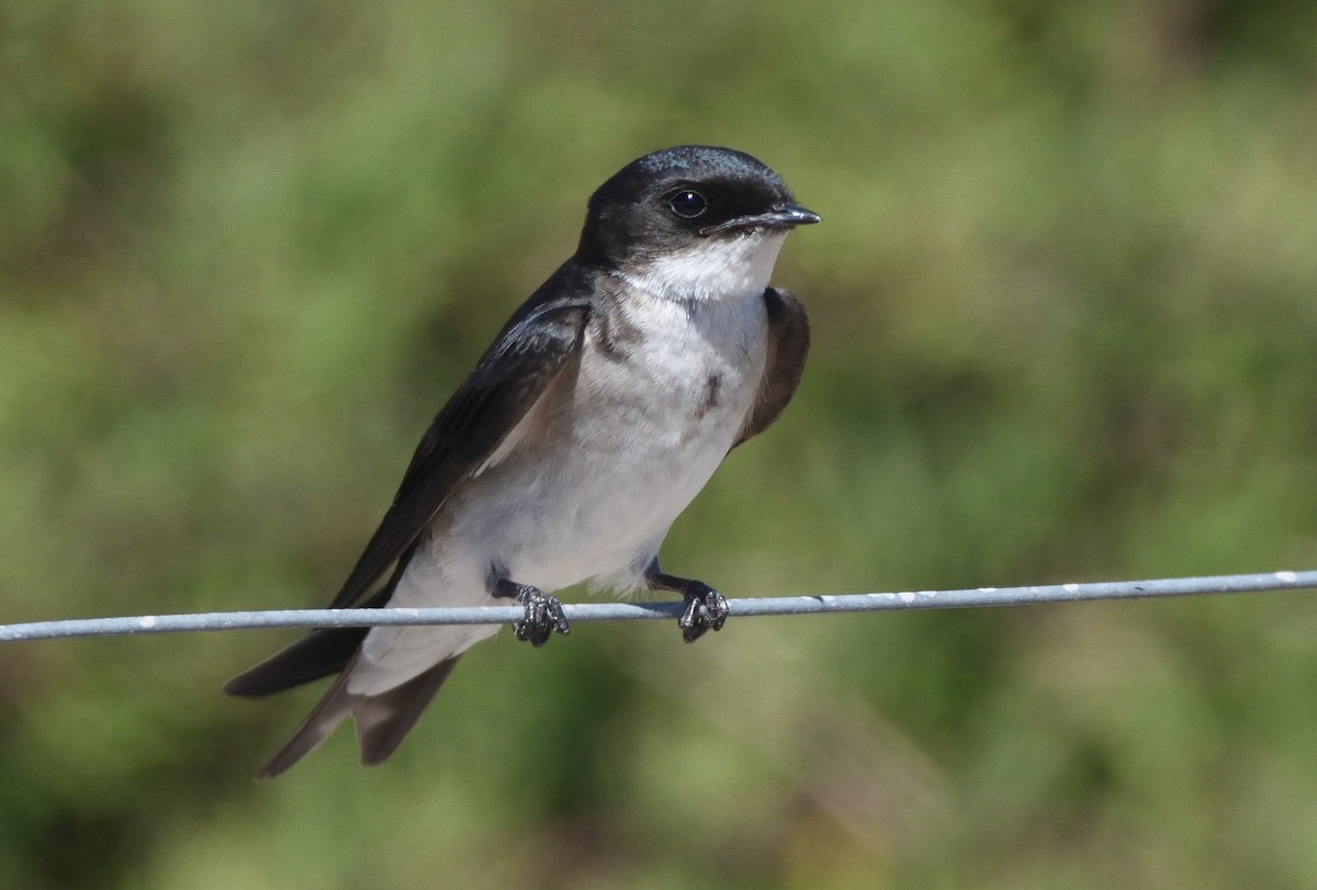 Golondrina Perlada - ML646042818