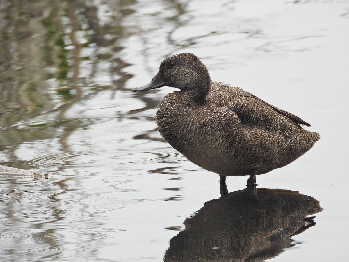 Pato Pecoso - ML646042819