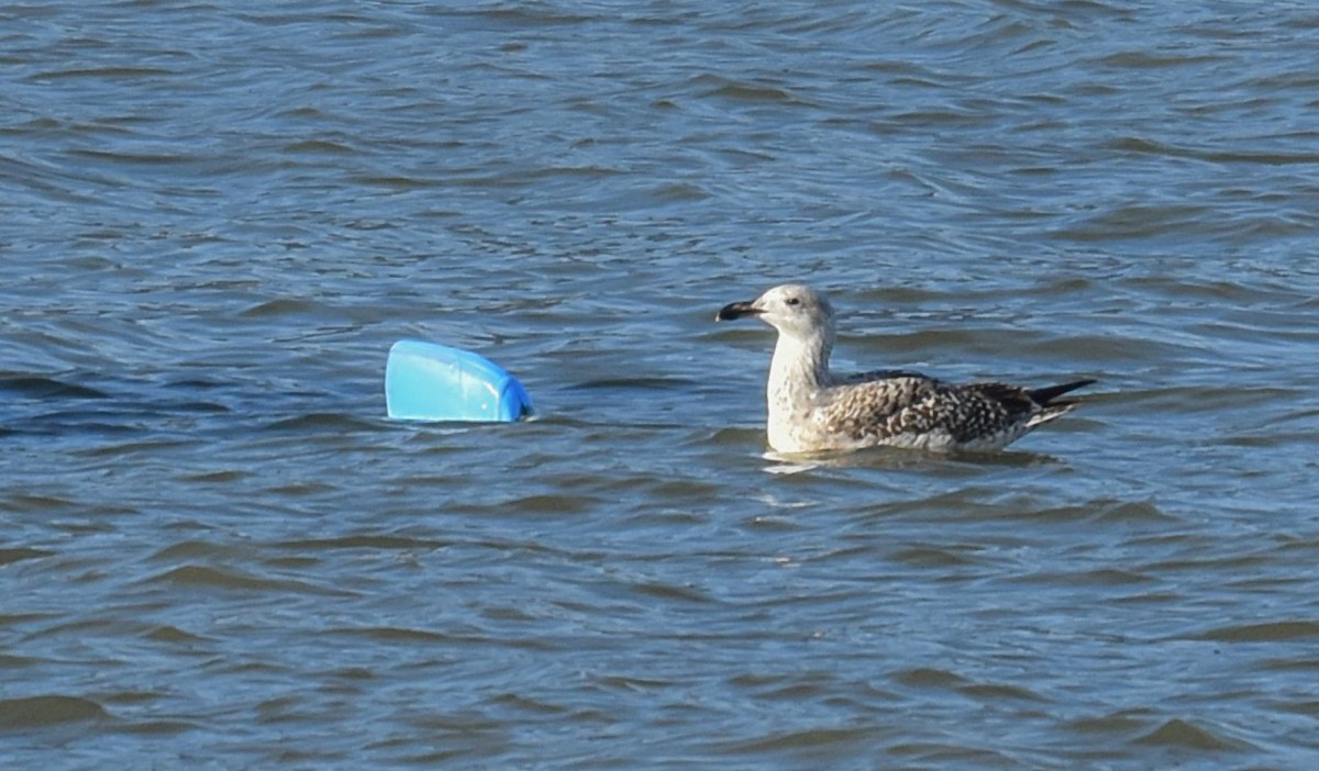 Gavión Atlántico - ML646042820