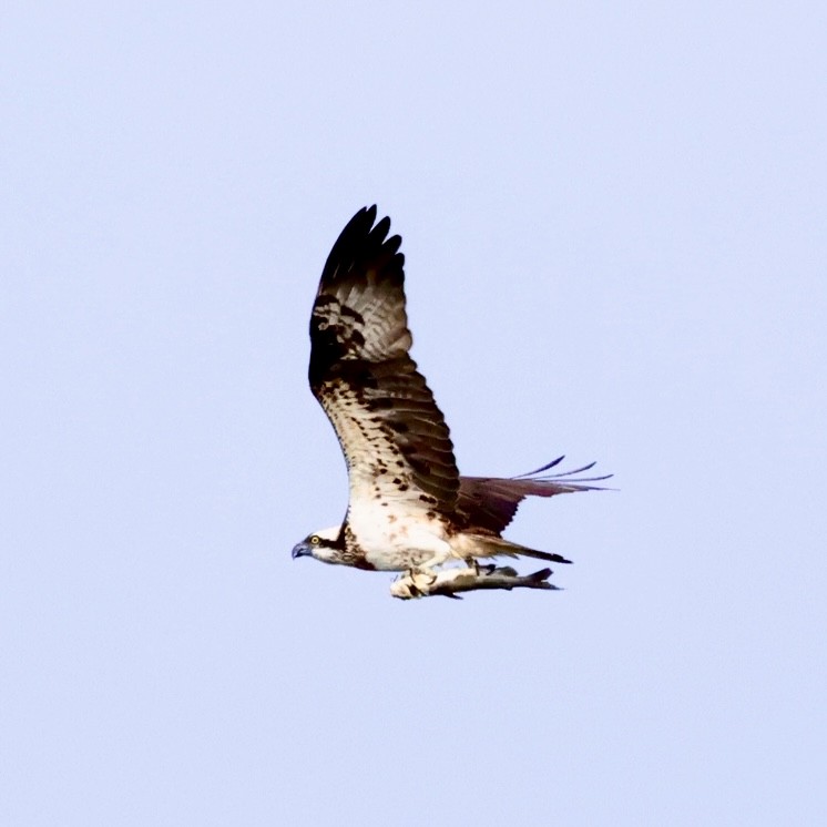 Águila Pescadora - ML646042821