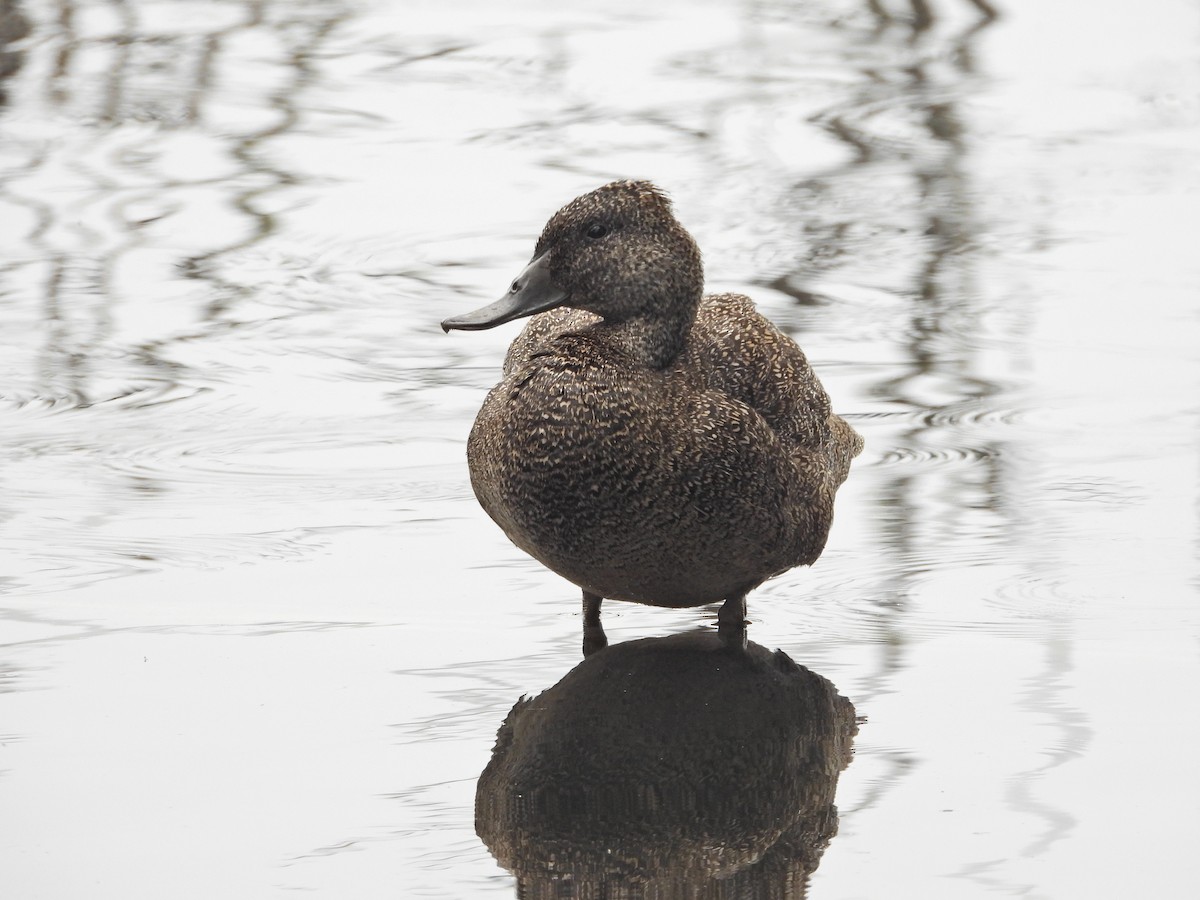 Pato Pecoso - ML646042822