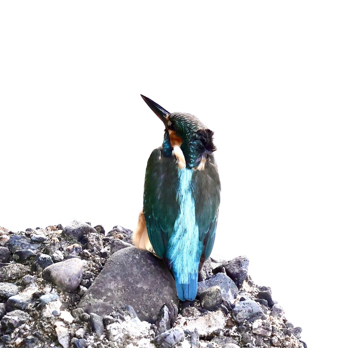 Martín Pescador Común - ML646042823