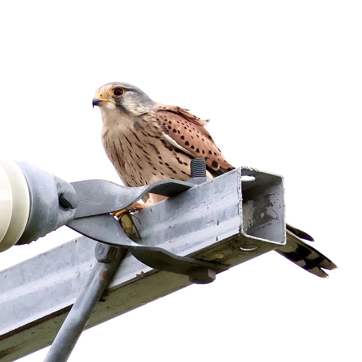 Cernícalo Vulgar - ML646042831