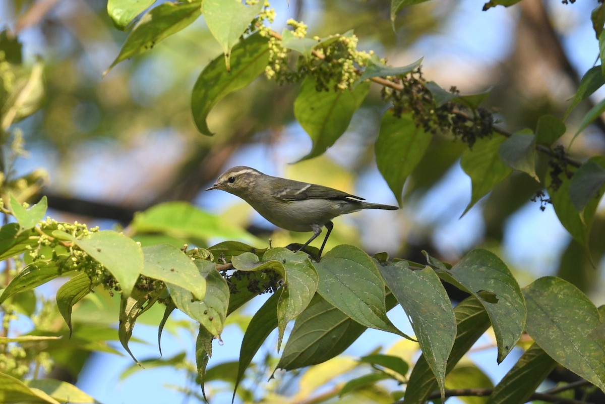 Mosquitero de Hume - ML646042833