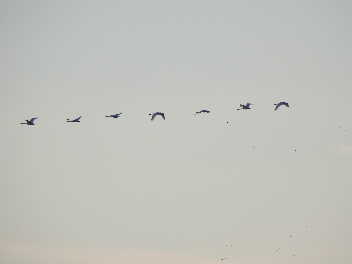 Cisne sp. - ML646042837