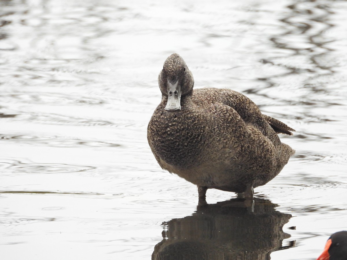 Freckled Duck - ML646042839