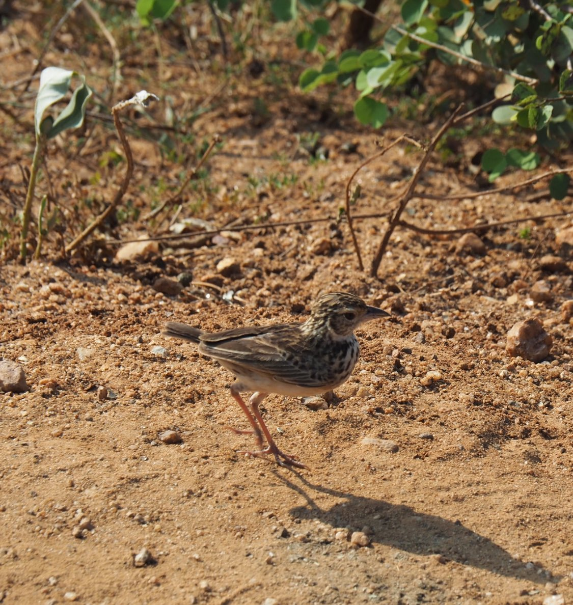 Jerdon's Bushlark - ML646042841
