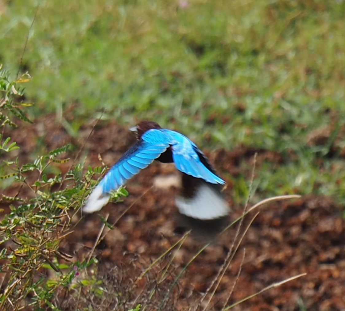 White-throated Kingfisher - ML646042842