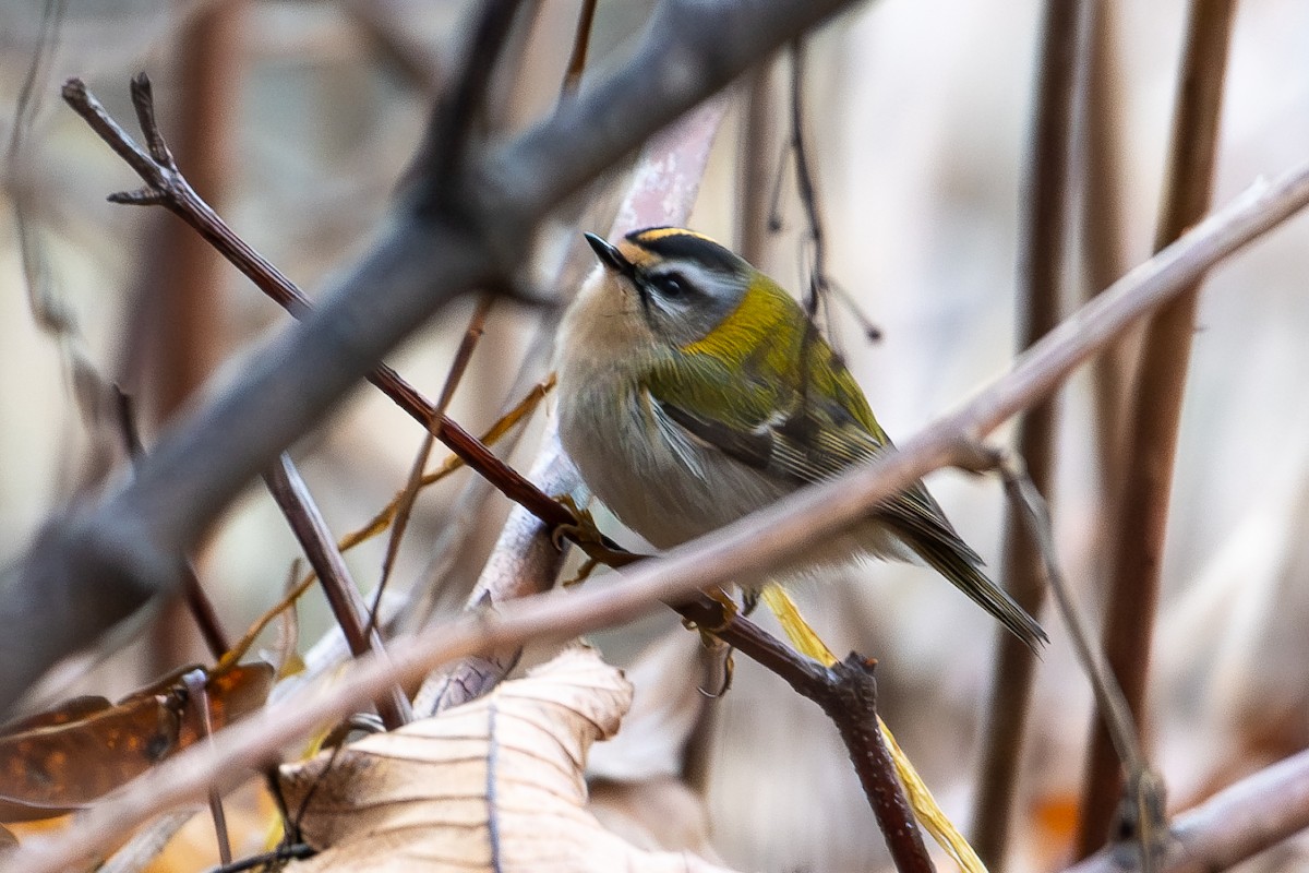 králíček ohnivý - ML646042843