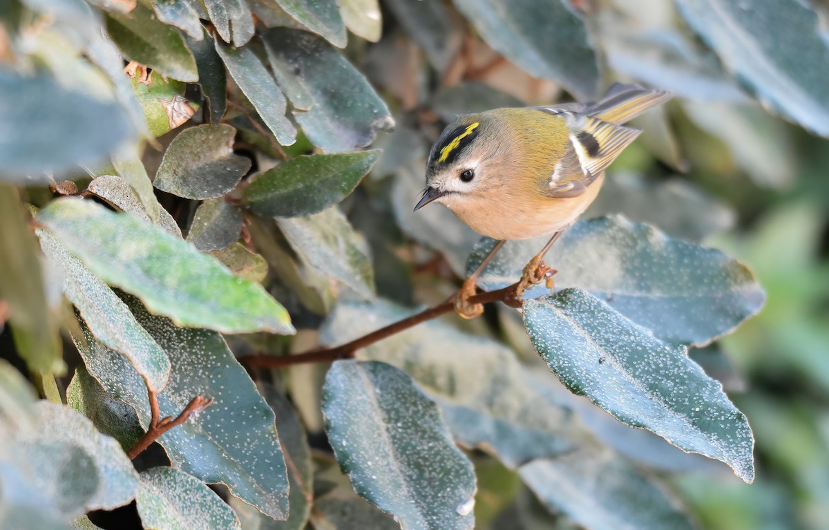 Goldcrest - ML646042848