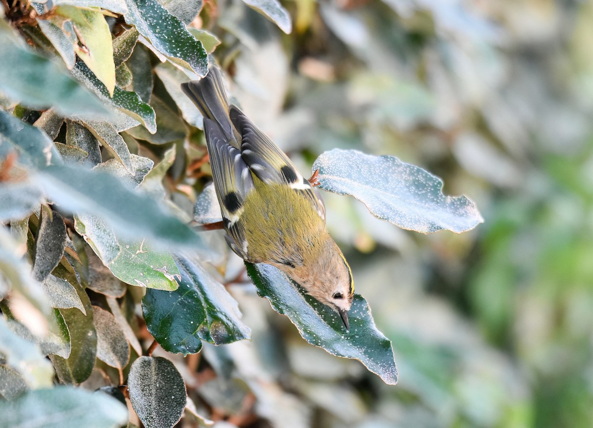 Goldcrest - ML646042849