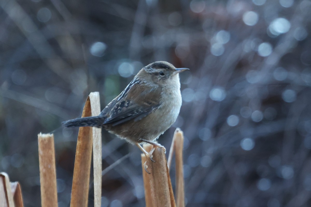 Marsh Wren - ML646042858