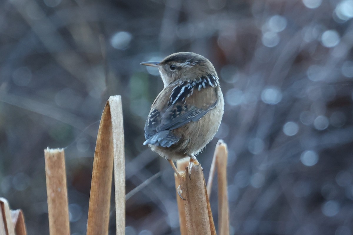Marsh Wren - ML646042859