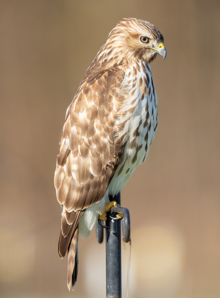 Red-tailed Hawk - ML646042862